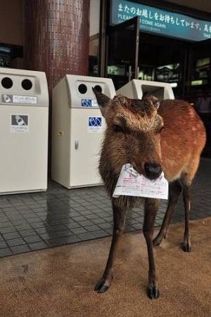 鹿に地図食べられた